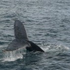 Humpback whale tail in Newfoundland, Canada
