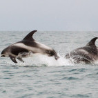 White-beaked dolphin in Newfoundland, Canada