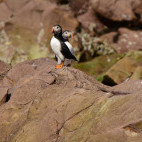 Atlantic puffin in Witless Bay Ecological Reserve, Newfoundland, Canada
