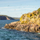 Common murre in Witless Bay Ecological Reserve, Newfoundland, Canada