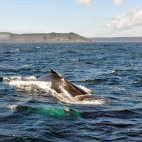 Humpback whale in Witless Bay Ecological Reserve, Newfoundland, Canada