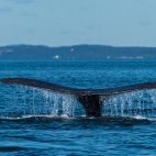 North Atlantic right whale in Bay of Fundy, Canada.