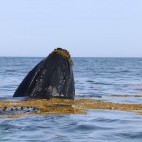 North Atlantic Right whale in New Brunswick, Canada