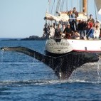 Whale watching trip in Bay of Fundy, Canada