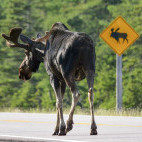 Moose in Nova Scotia, Canada
