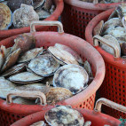 Scallop harvest in Digby, Nova Scotia, Canada
