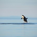 Orca breaching in Canada