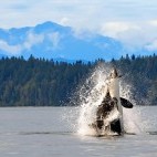 Orca breaching with porpoise in mouth