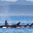 Orca pod in Canada.