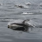 Pacific white-sided dolphin in Canada.