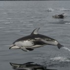 Pacific white-sided dolphin in Canada.