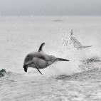 Pacific white-sided dolphin in Canada