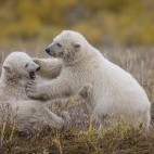 Polar bear cubs in Hudson Bay, Canada.