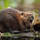 American beaver in Quebec