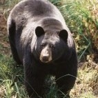 Black bear in Quebec.