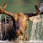 Moose in Quebec.