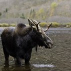 Moose in Quebec