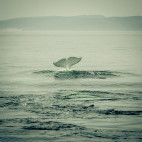 Beluga whale in Tadoussac, Quebec, Canada