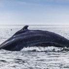 Humpback whale in Tadoussac, Quebec, Canada