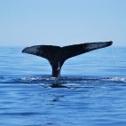 Humpback whale in Tadoussac, Quebec