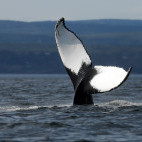 Humpback whale in Tadoussac, Quebec, Canada