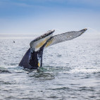 Humpback whale in Tadoussac, Quebec, Canada