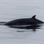 Minke whale in Tadoussac, Quebec, Canada