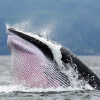 Minke whale in Tadoussac, Quebec, Canada