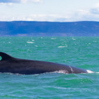 Minke whale in Tadoussac, Quebec, Canada