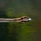 Beaver in Quebec, Canada.