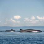 Fin whale in Quebec, Canada
