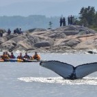 Whale watching kayaking trip in Quebec, Canada.