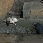 Seal in Quebec, Canada