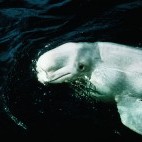 Beluga whale in Quebec, Canada.