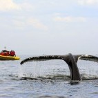 Humpback whale and Zodiac in Quebec, Canada.