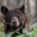 Black bear in Canada