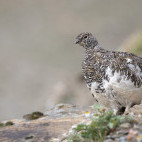 Rock ptarmigan in Canada