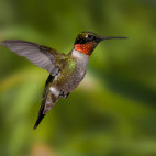 Ruby-throated hummingbird in Canada