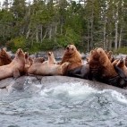 Steller's sea lion colony in Canada.