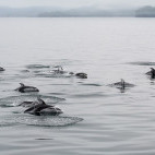 Pacific white-sided dolphin in Canada
