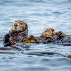 Sea otter in Canada