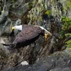 Bald eagle in Vancouver Island, Canada