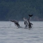 Pacific white-sided dolphin in Vancouver Island, Canada