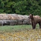 Grizzly bear in Vancouver Island, Canada