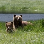 Grizzly bear in Vancouver Island, Canada