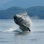 Humpback whale in Vancouver Island, Canada