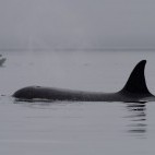 Orca in Vancouver Island, Canada