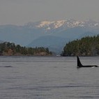 Orca in Vancouver Island, Canada
