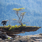 Bald eagle in Vancouver Island, Canada
