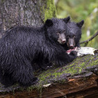 Black bear cubs in Canada